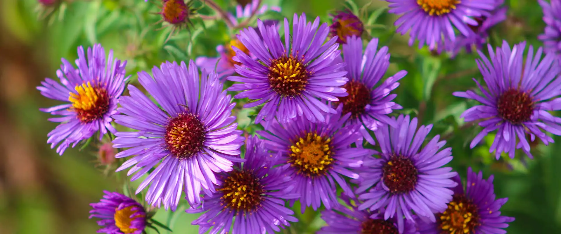 Asters Late-blooming Perennials in Zones 6 and 7