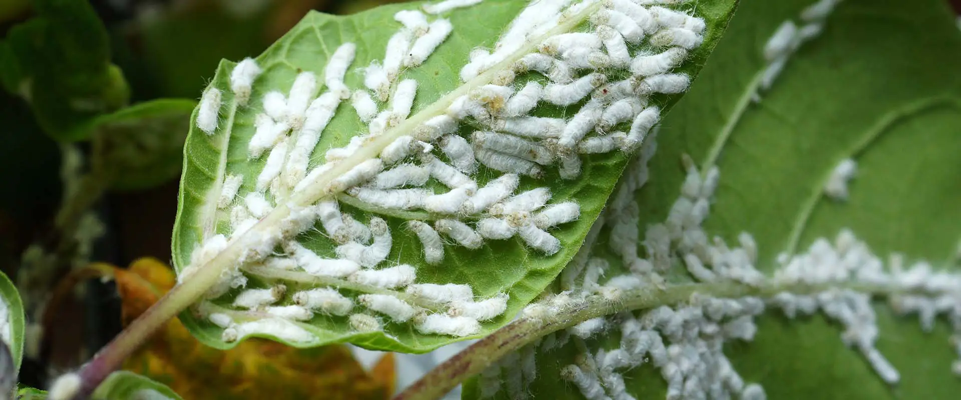 Treating Houseplant Pest Like Mealy Bugs