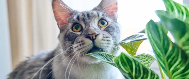 Pet-Friendly (and not) houseplants