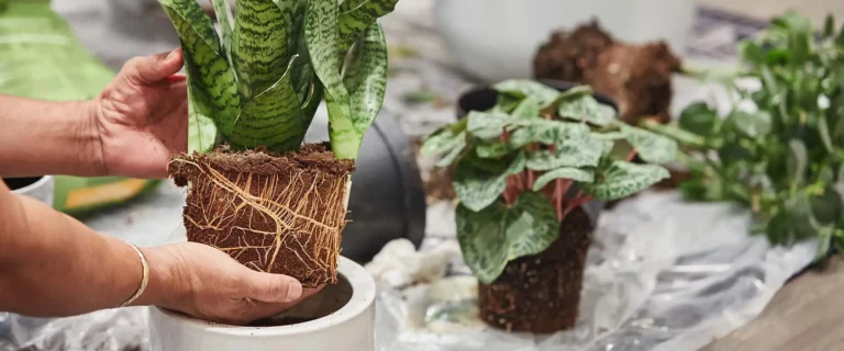 how to re-pot, or up-pot your houseplants