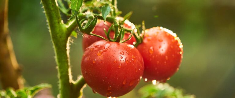 How to Successfully Grow Tomatoes in Containers