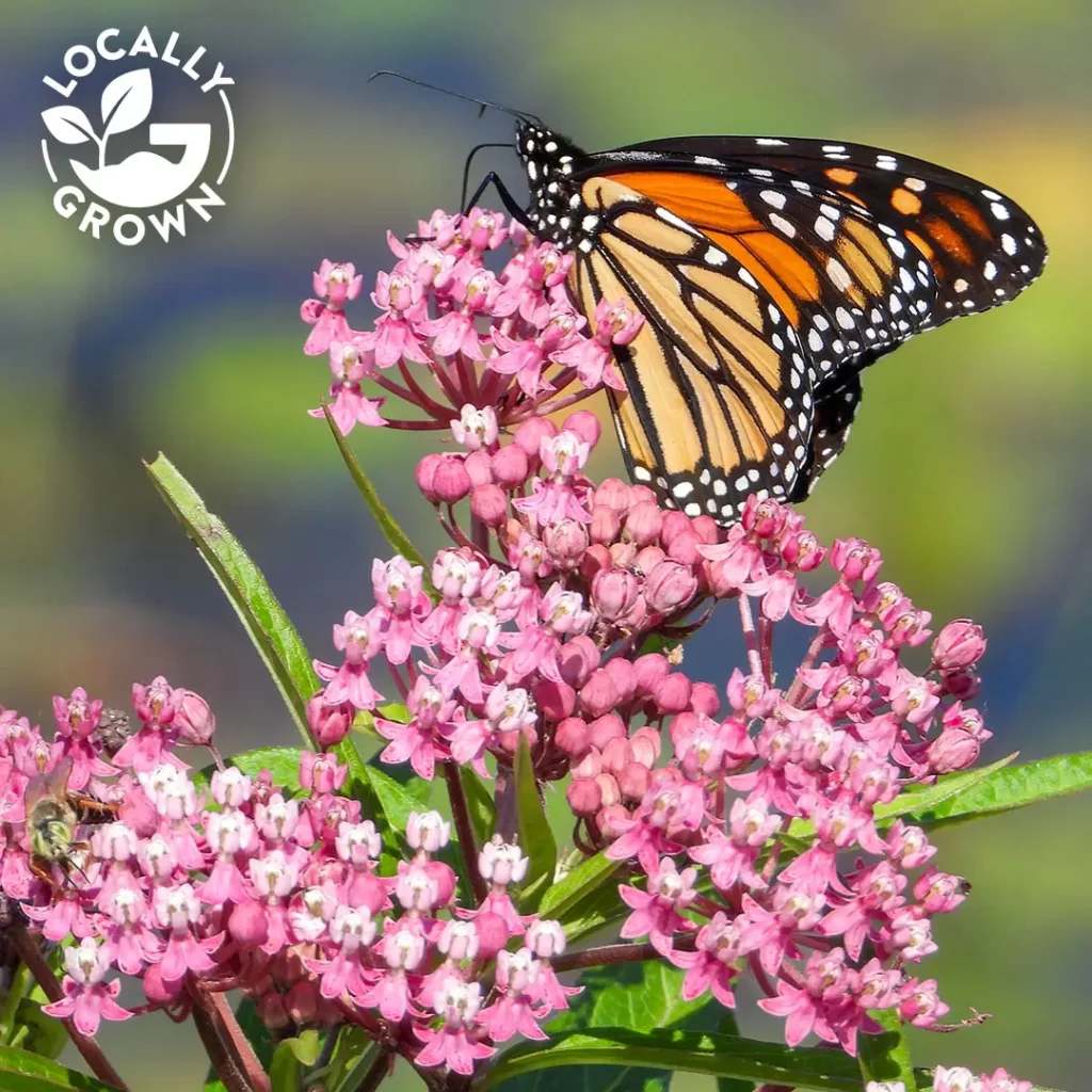 Swamp Milkweed with Monarch, Locally-grown in CT