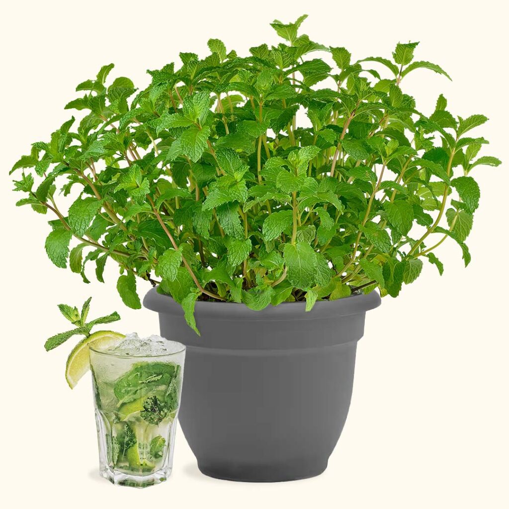 Pre-potted Mojito Mint Plant