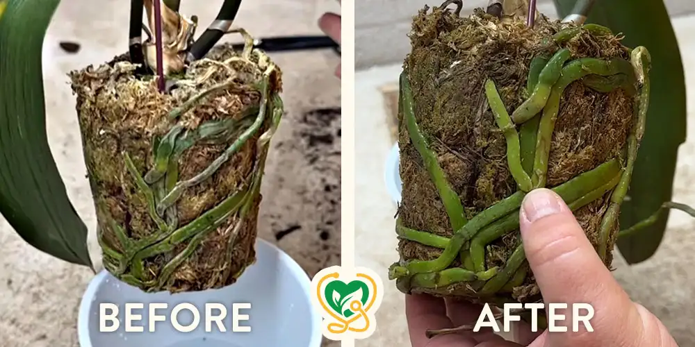 The Plant Infirmary: Dehydrated Orchid Roots