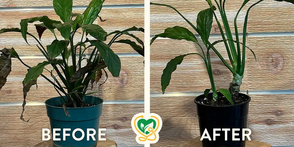 The Plant Infirmary: Peace Lily Improper Watering