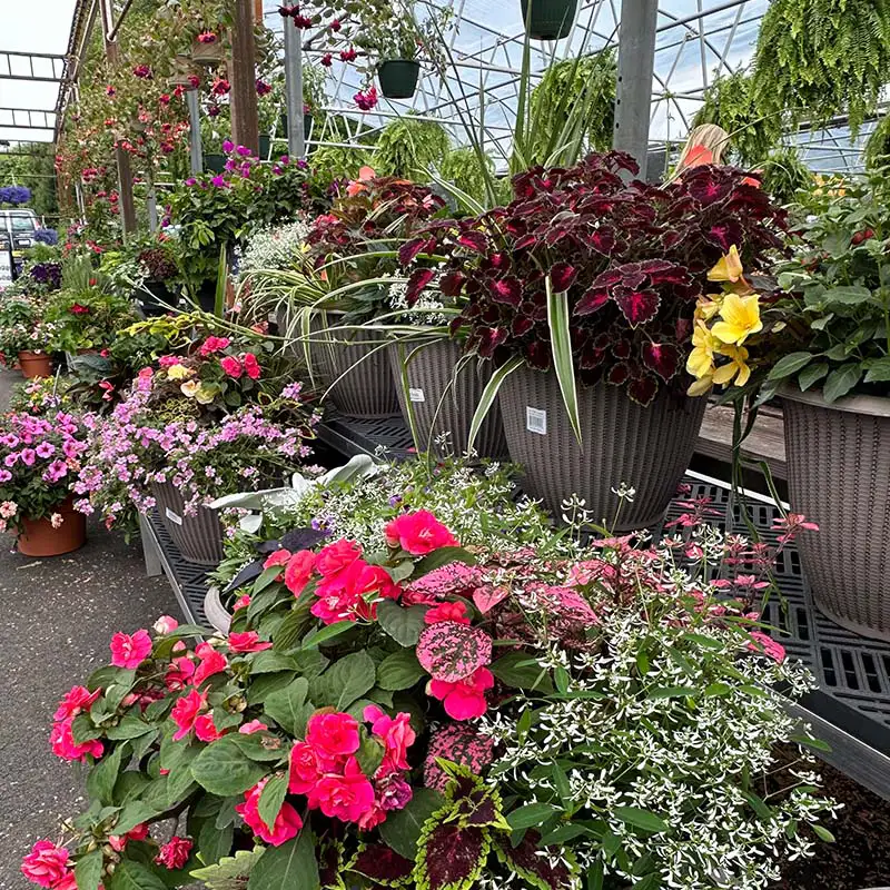 Find beautiful container plants at The Gardener's Center