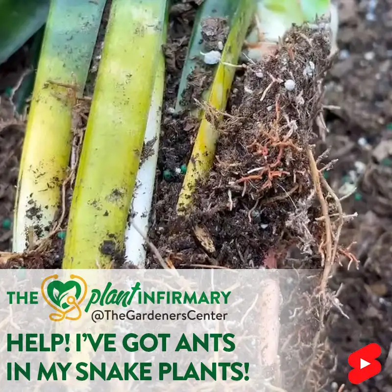 The Plant Infirmary: Help! I've Got Ants In My Snake Plants