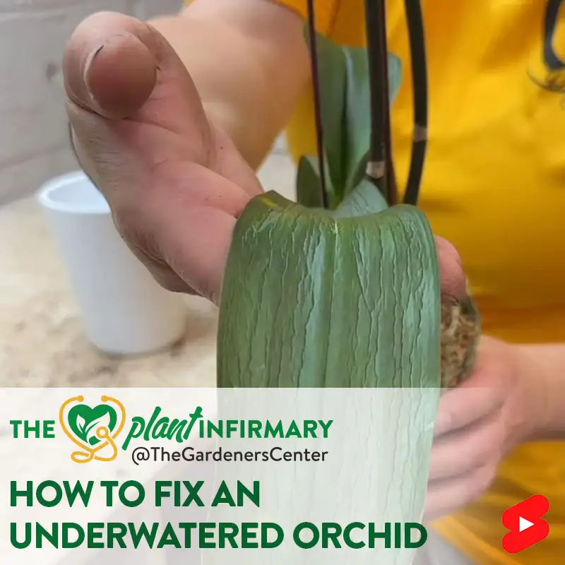 The Plant Infirmary: How to Fix an Underwatered Orchid