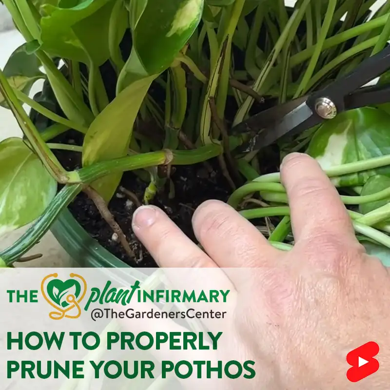 The Plant Infirmary: How to Properly Prune Your Pothos