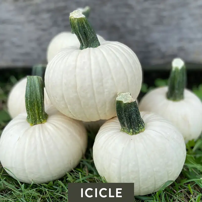 Icicle Pumpkin