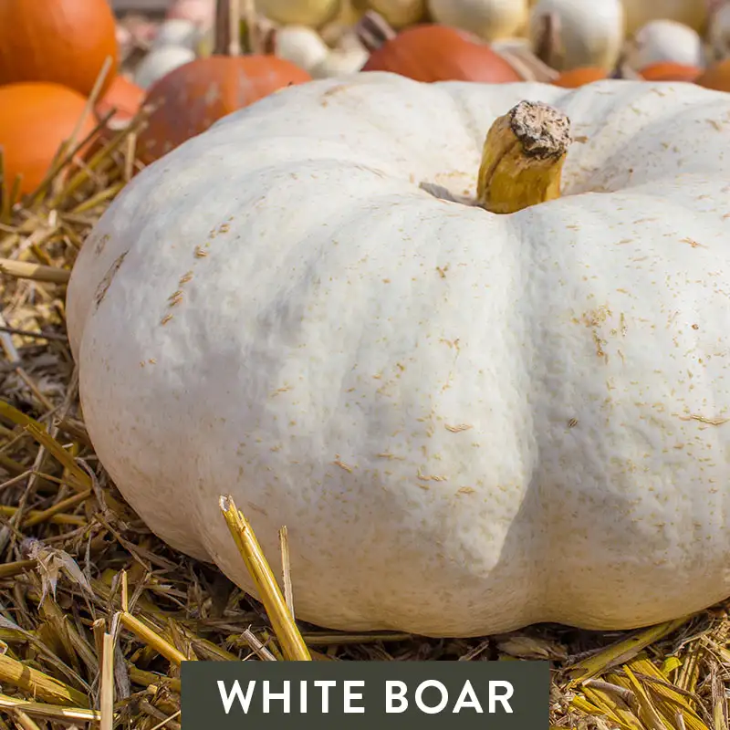 White Boar Pumpkin