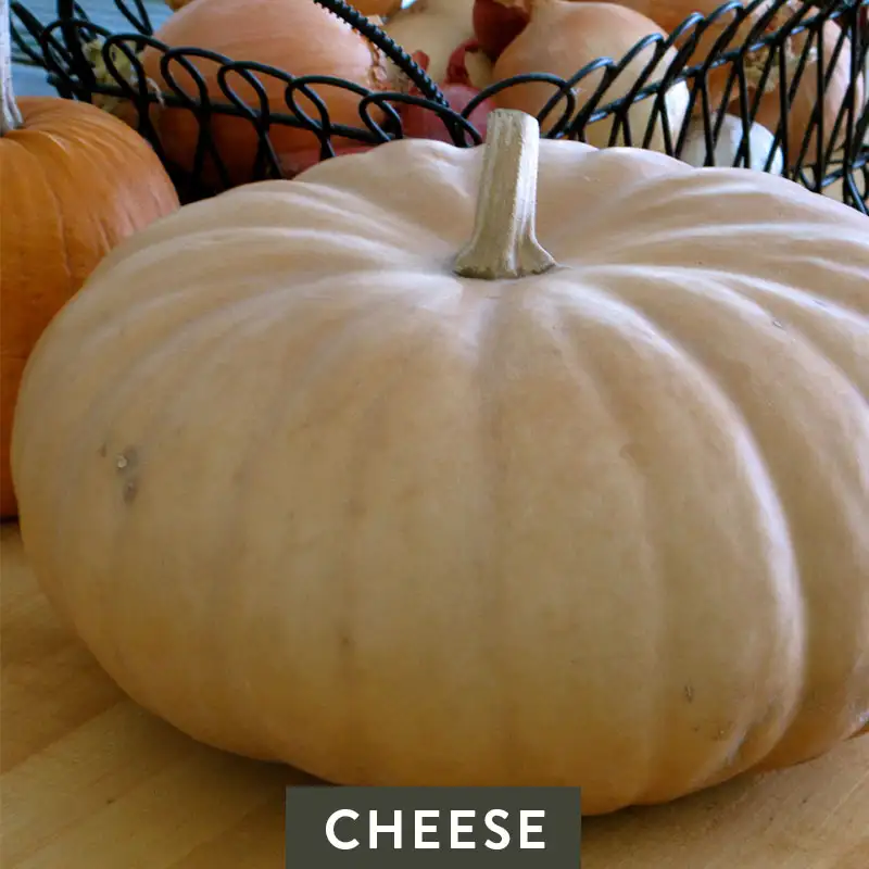 Cheese Pumpkin