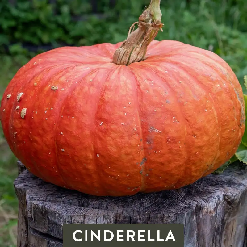 Cinderella Pumpkin