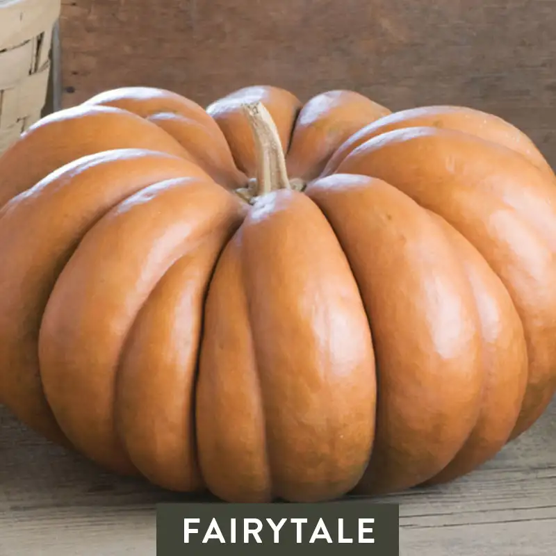 Fairytale Pumpkin