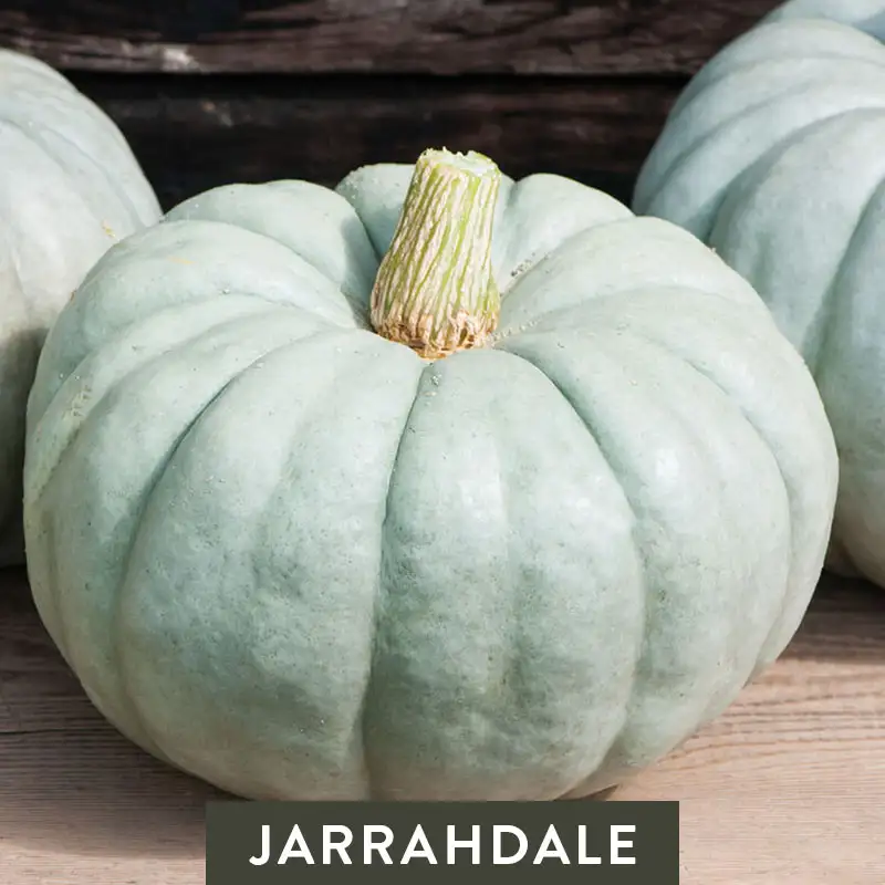 Jarrahdale Pumpkin