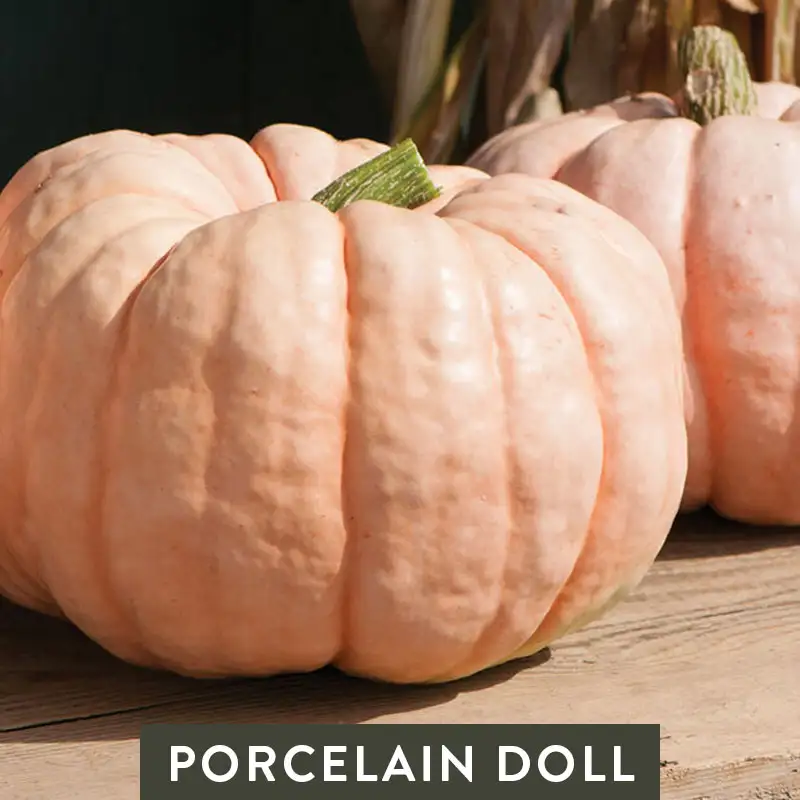 Porcelain Doll Pumpkin