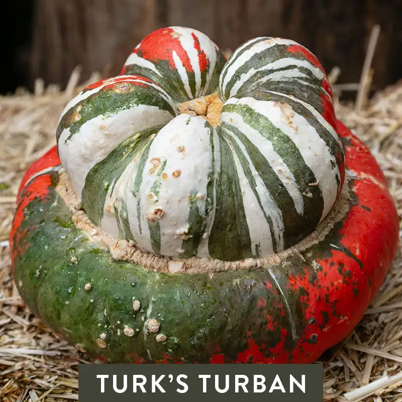 Turk's Turban Pumpkin