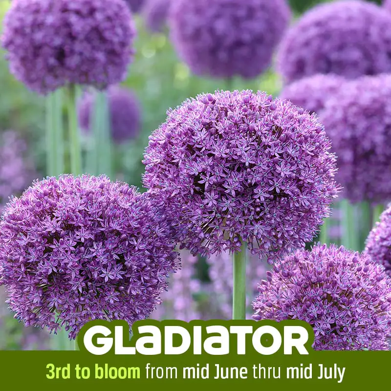 Allium Gladiator