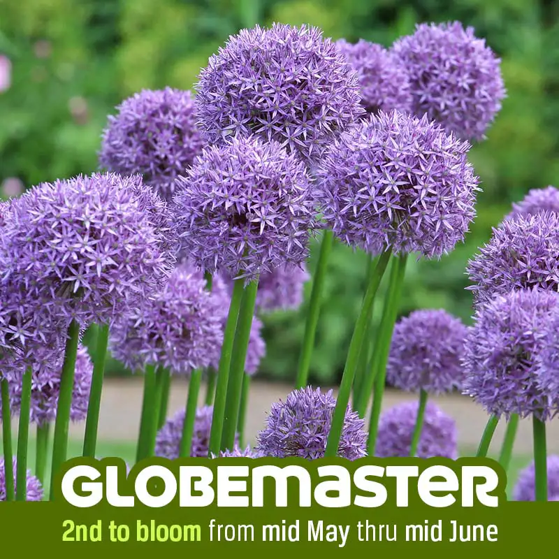 Allium Globemaster