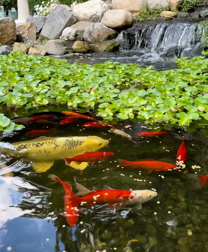 Pond Pals @ The Gardener's Center