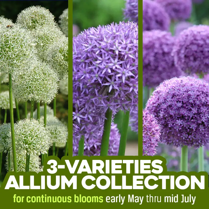 Future-Bloom Allium Collection Pack