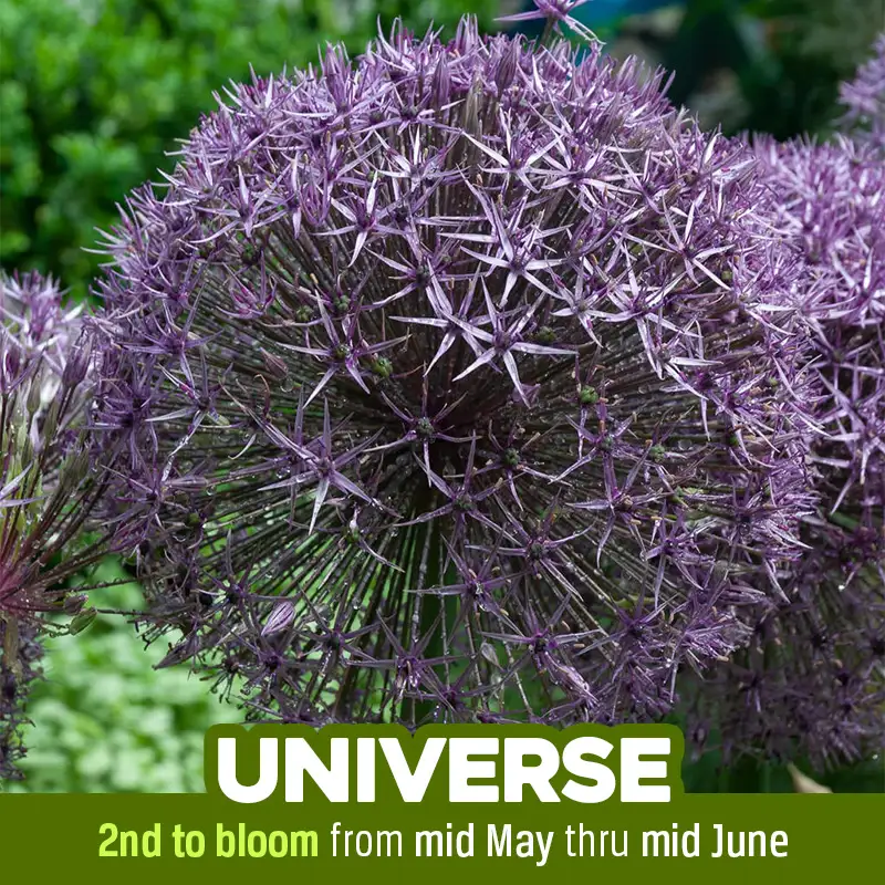 Allium Universe