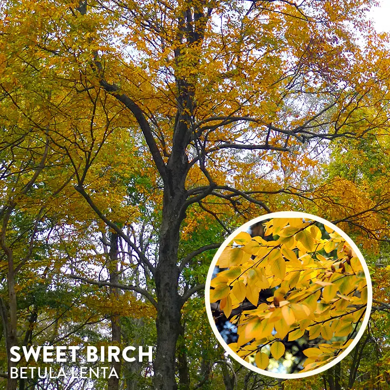 Sweet Birch