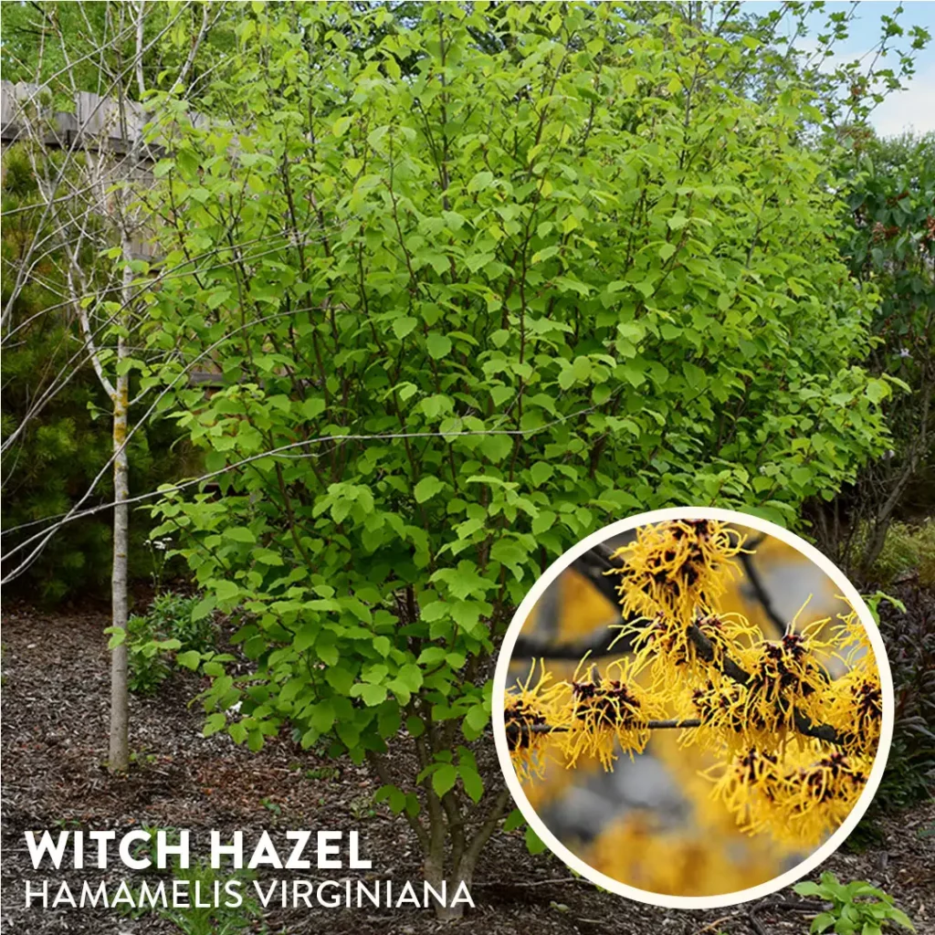 Witch Hazel