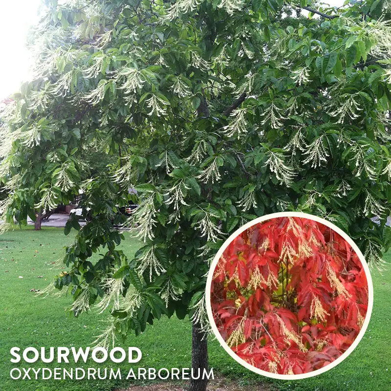 Sourwood