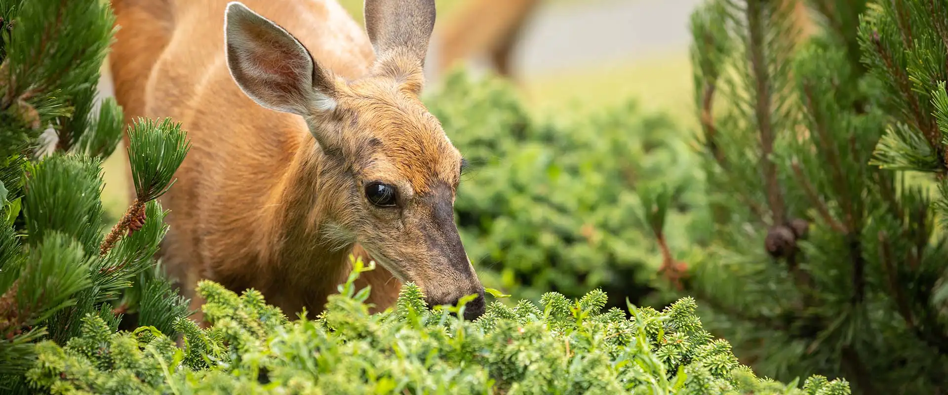 How to Protect Deer from Eating Your Evergreens