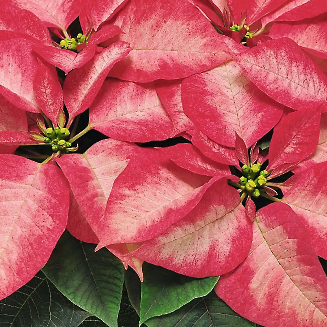 Poinsettia Ice Crystal