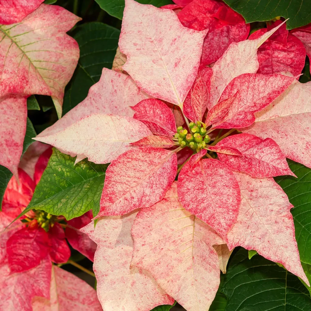 Poinsettia Picasso