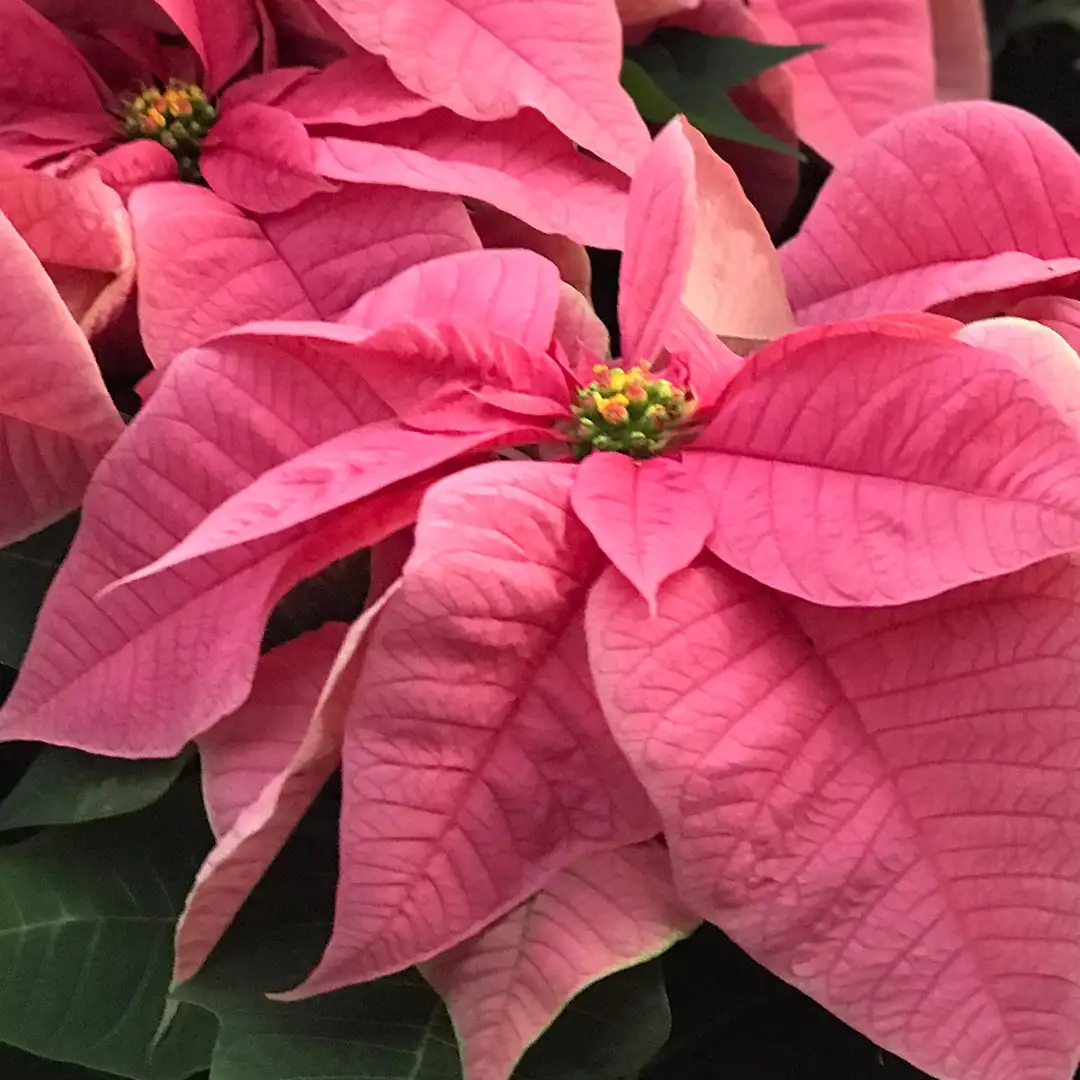 Poinsettia Pink