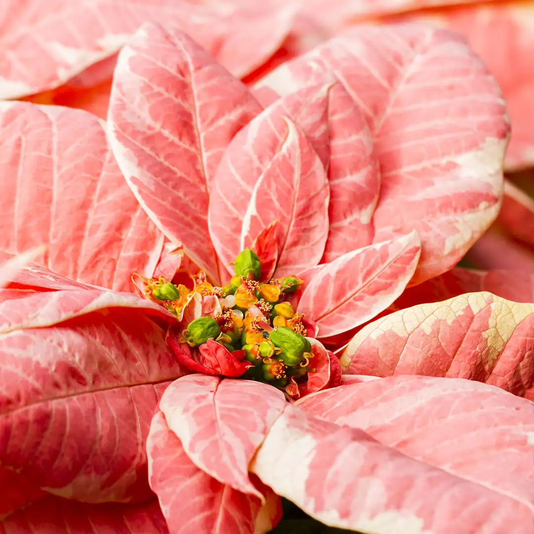 Poinsettia Pink Marble