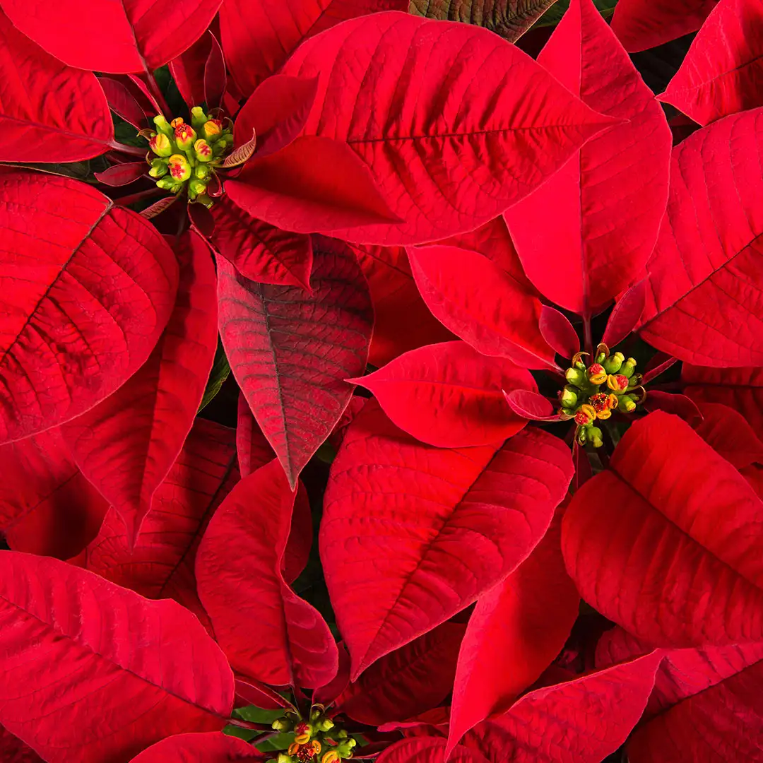 Poinsettia Pink Red