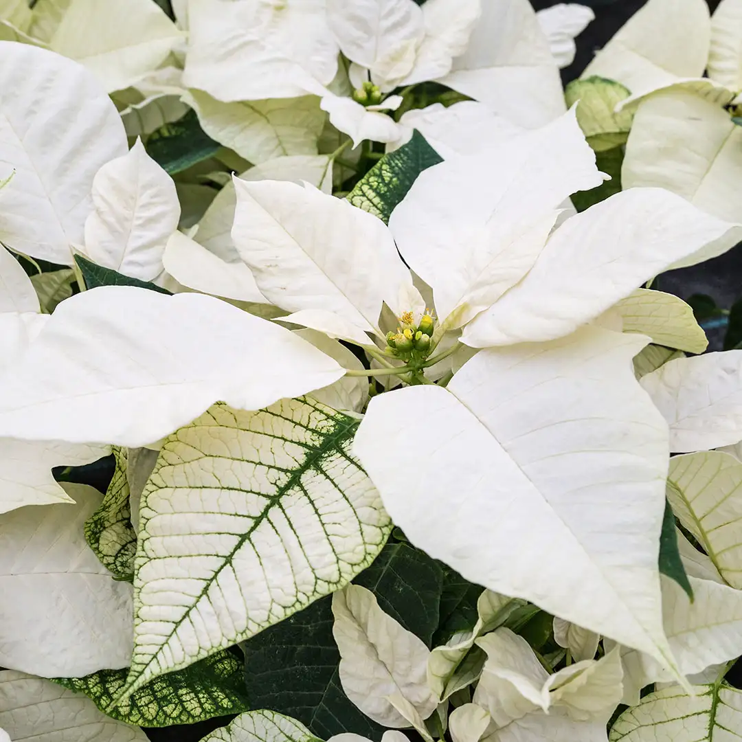 Poinsettia Pink White