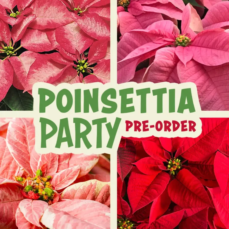 Poinsettia Party Pre-Order