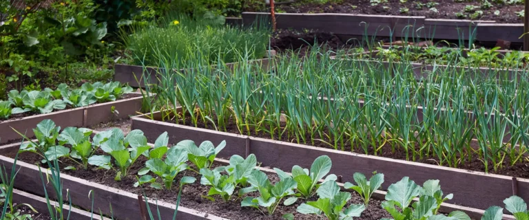 Preparing Vegetable Garden Beds for Winter and Next Spring