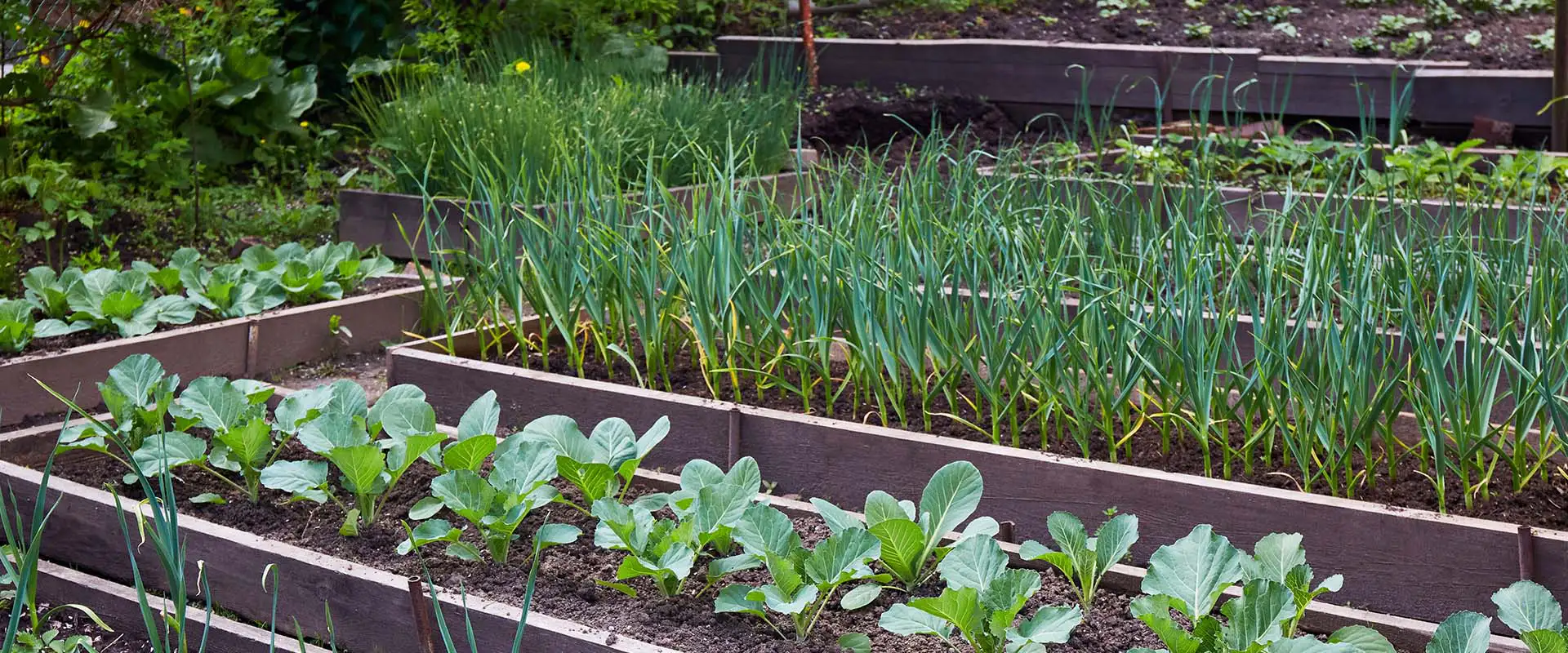 Preparing Vegetable Garden Beds for Winter and Next Spring