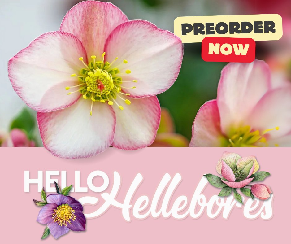 Preorder Now: Hellebores